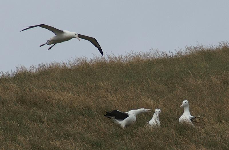 PICT94443_090116_OtagoPenin_c.jpg - Taiaroa Head, Otago Peninsula (Dunedin): Royal Albatross im Landeanflug